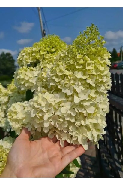 Гортензия метельчатая Диамантино размер соцветия